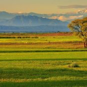 Punjab plains